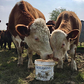 DK Cattle Molamin Bucket 20 kg