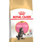 RC Maine Coon Kitten 2 kg